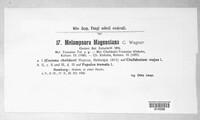 Melampsora magnusiana image